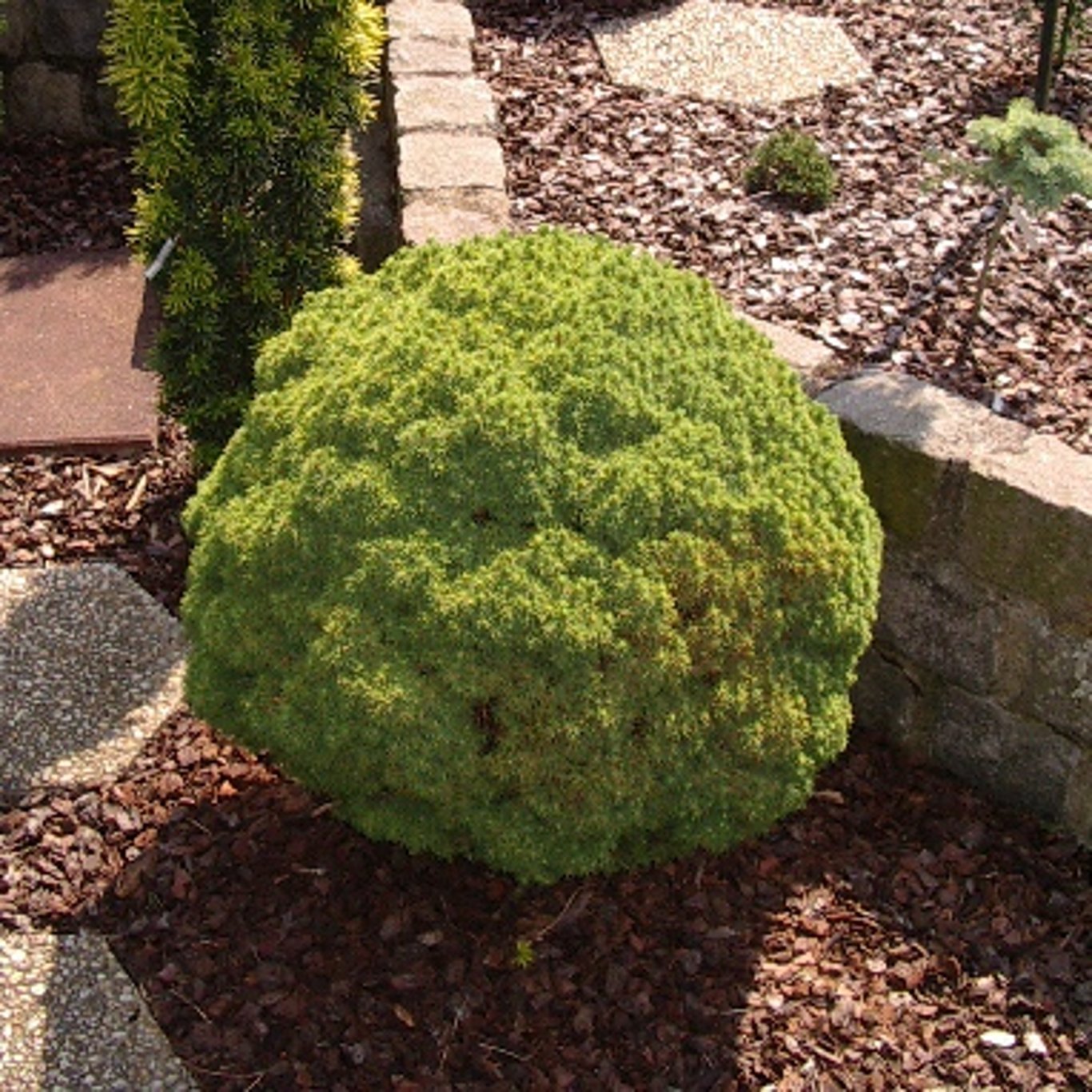 Picea gl. 'Alberta Globe' - C5 25-30 CM